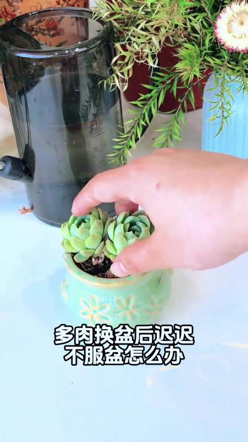 花盆里插根吸管,浇水更均匀