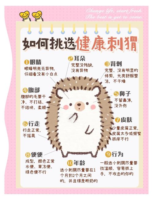 刺猬拉稀应对？益生菌投喂 + 更换垫料护理​