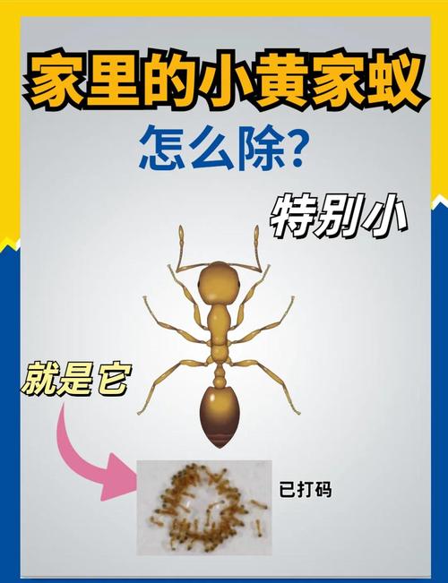 家里有蚂蚁怎么彻底清除？