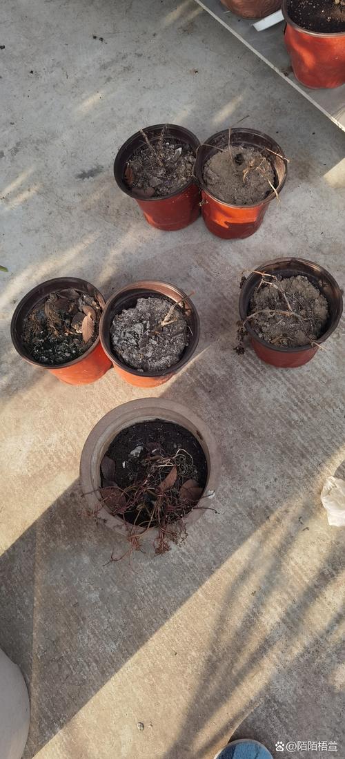 花盆里的土长白毛?多菌灵喷洒处理