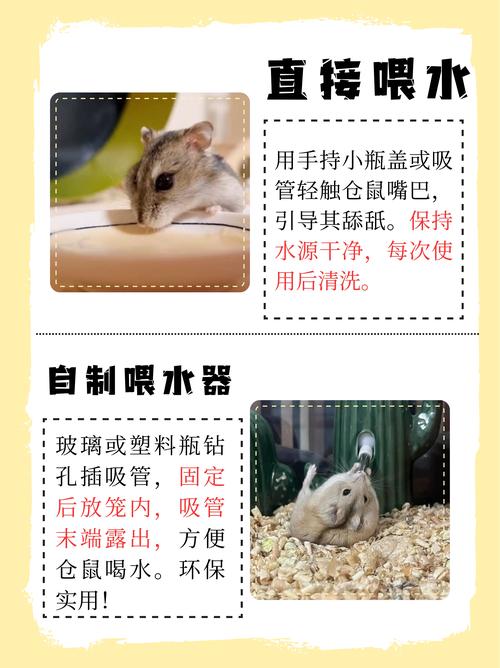 仓鼠颊囊炎治疗?生理盐水冲洗 + 抗生素投喂