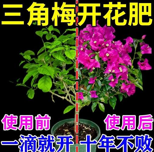 三角梅不开爆？控水 + 磷钾肥促花秘籍大公开​