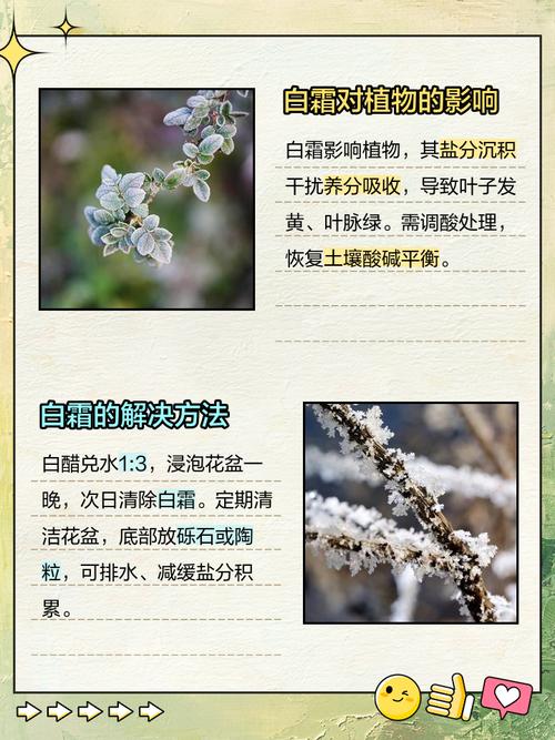 花盆里的土长白毛?多菌灵 + 晒太阳轻松解决