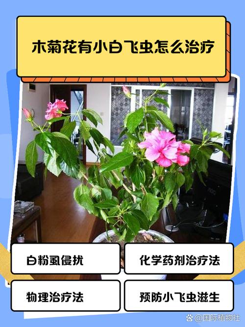 盆栽总生小飞虫?烟灰泡水浇花驱虫妙