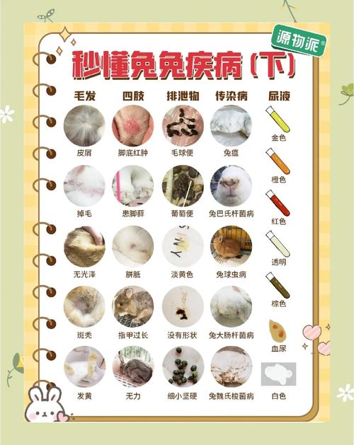 兔子球虫病预防?定期驱虫 + 干燥环境保持法