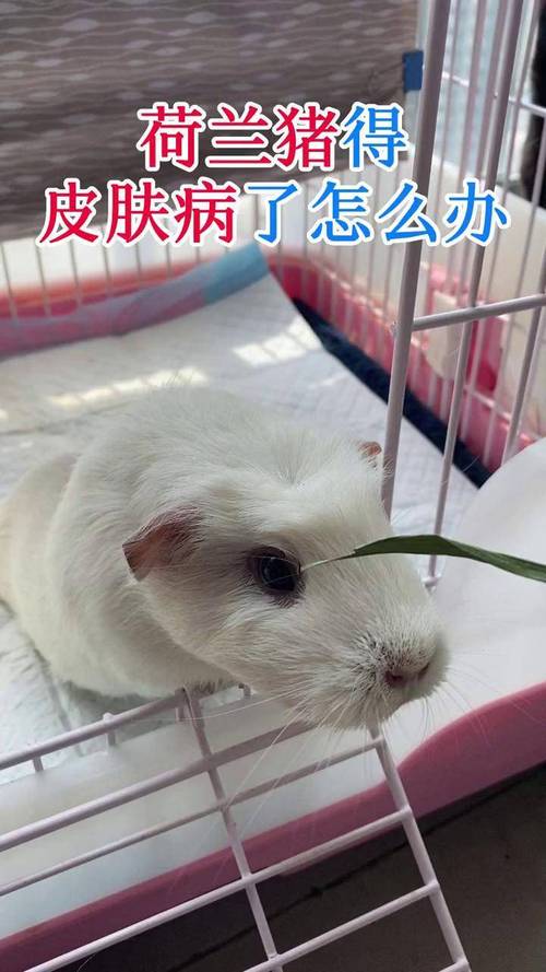 荷兰猪皮肤病防治？定期药浴 + 环境清洁法​