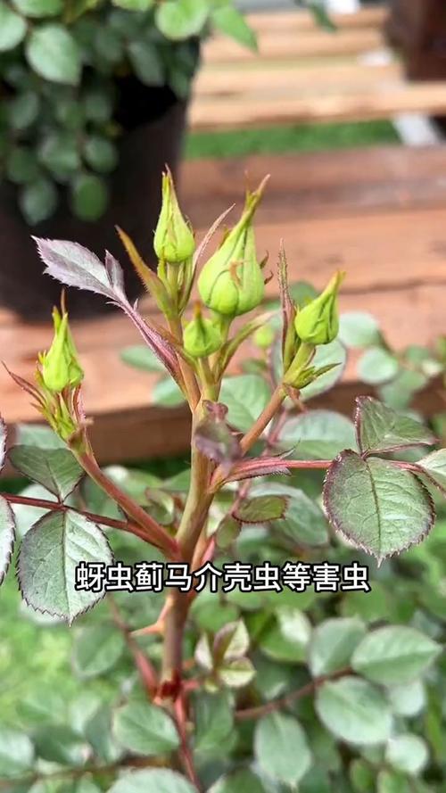 花盆里埋点它，花草再也不招虫