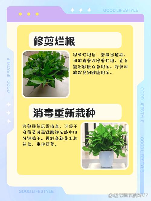 绿萝烂根?高锰酸钾溶液消毒拯救