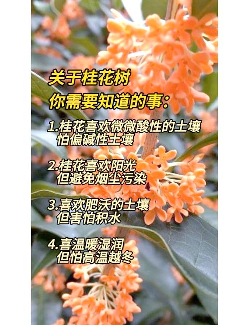 桂花不开花?避开这 4 个修剪误区香气满园