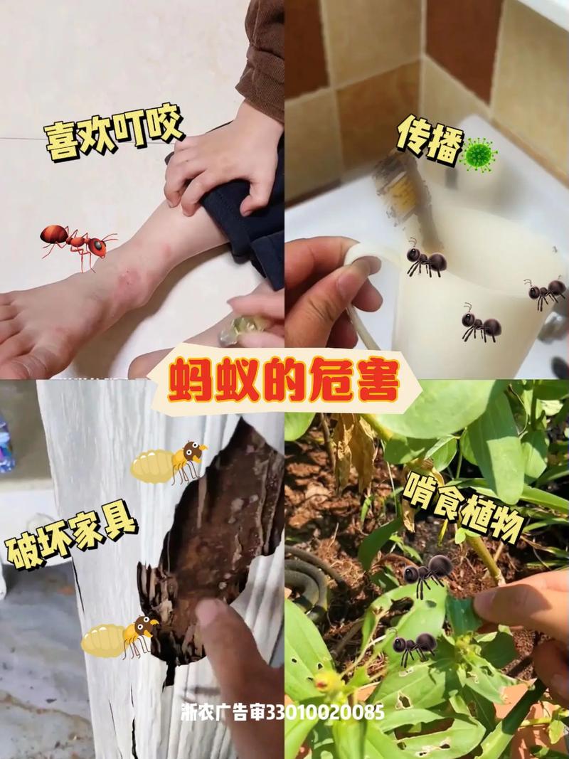 花盆里的蚂蚁怎么消灭？自制驱虫剂超有效​