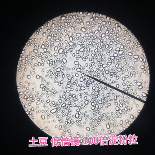 煮饺子加盐vs加油防粘？显微镜下的淀粉变化