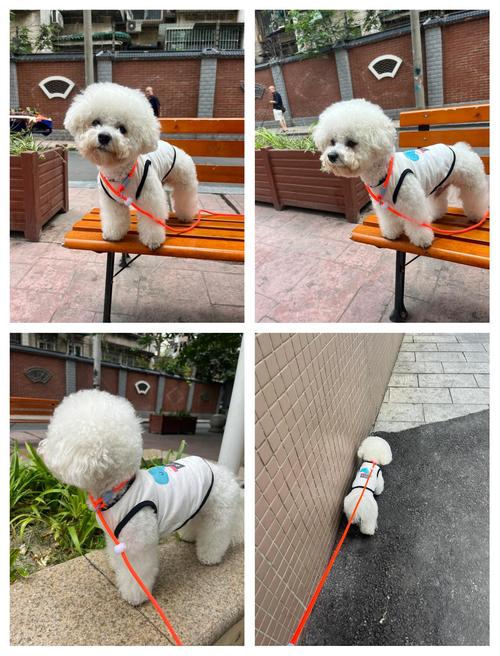旧毛衣改造成宠物牵引绳，结实又美观​