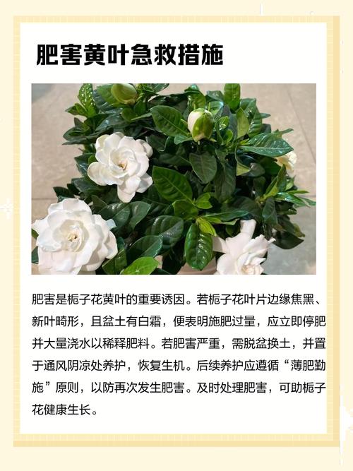 栀子花黄叶掉苞？硫酸亚铁 + 白醋浇花秘方​