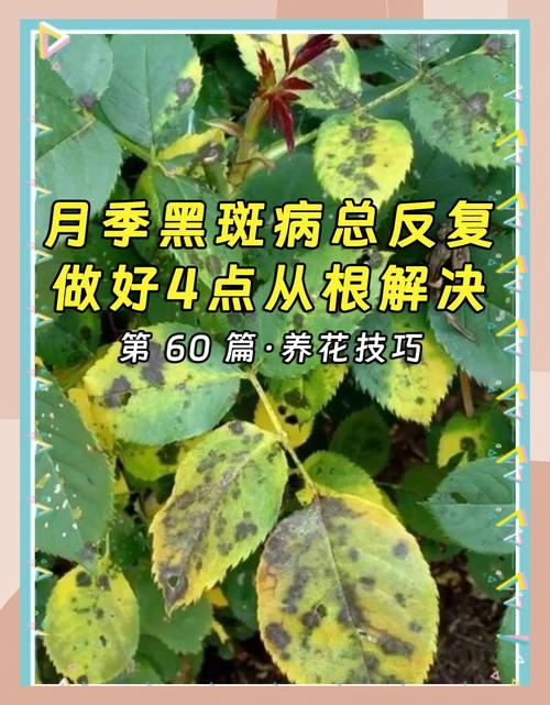 月季黑斑病爆发？小苏打 + 植物油自制杀菌喷雾​