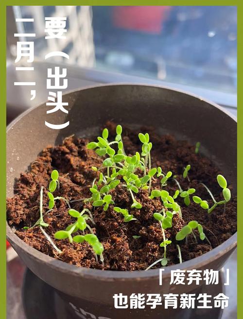 花盆里的杂草疯长？咖啡渣覆盖抑制生长​