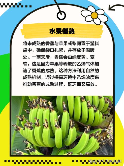 香蕉催熟牛油果的原理及时间