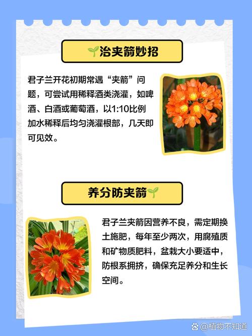 君子兰夹箭急救?黑暗处理 + 温水浇灌促花术