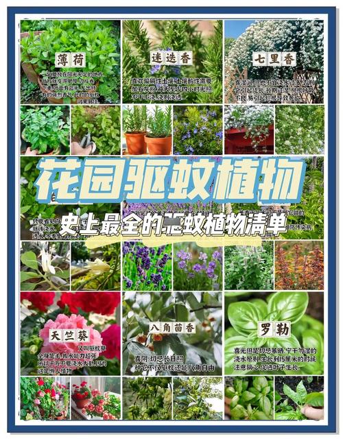 家庭防蚊虫的天然植物清单