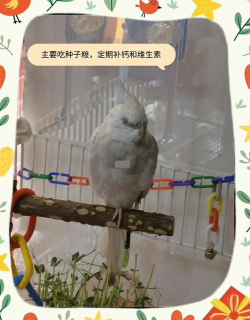 鹦鹉羽毛稀疏?墨鱼骨补钙 + 定期水浴养护法