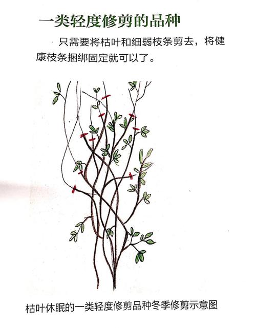 铁线莲修剪时机?春秋季不同修剪方法详解