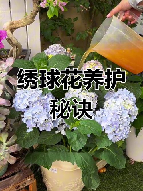 绣球花不开花?硫酸亚铁兑水浇灌促花超有效