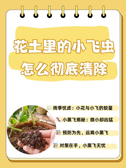 花盆里的泥土总是飞出来?这个方法轻松解决