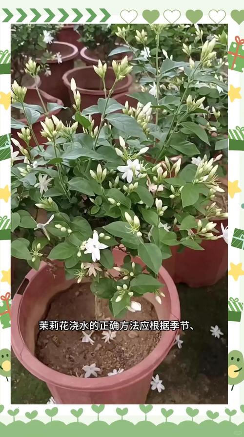 茉莉花花少不香？定期修剪 + 淘米水浇灌技巧​