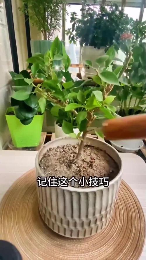花盆土壤板结?蚯蚓粪 + 松针混合改良术