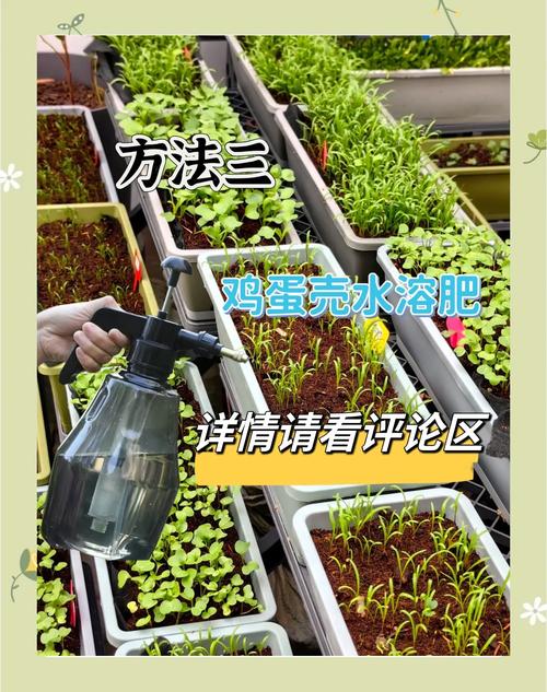 用蛋壳制作植物肥料,营养丰富