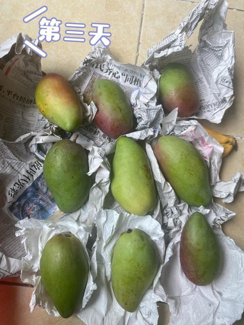 香蕉催熟芒果要密封？透气性实验
