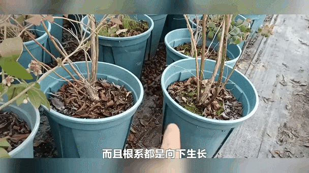 花盆总积水烂根？楼下捡的小石子竟成养花救星​
