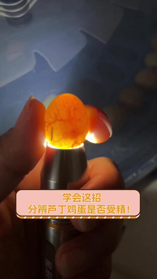 判断鸡蛋是否受精的3个方法