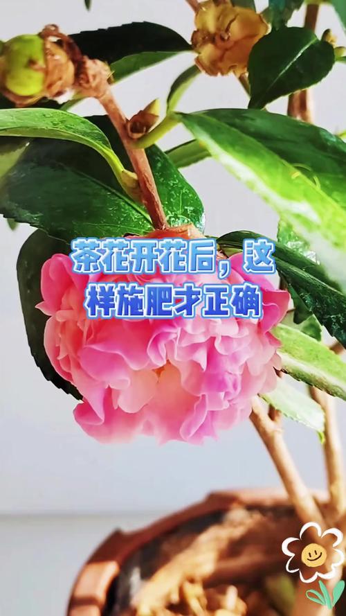 茶花僵蕾破解?摘除侧蕾 + 补充硼肥技巧
