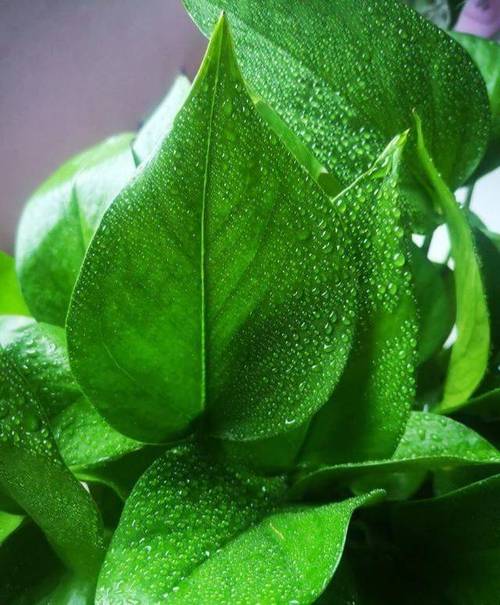 香蕉皮擦叶子植物真的更绿？