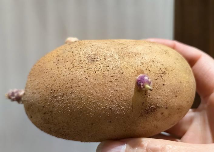 发芽的马铃薯有毒！这些食物发芽也不能吃