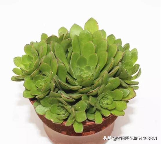 香蕉皮种多肉植物的可行性
