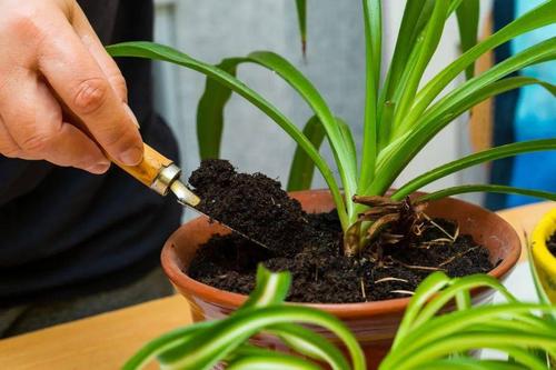 花盆里的小飞虫？烟丝泡水浇灌驱虫法​