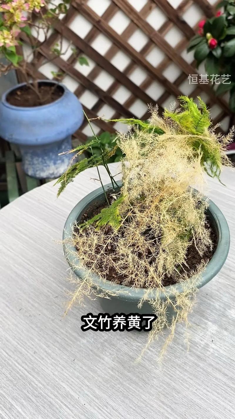 文竹发黄枯萎?白糖水浇灌起死回生