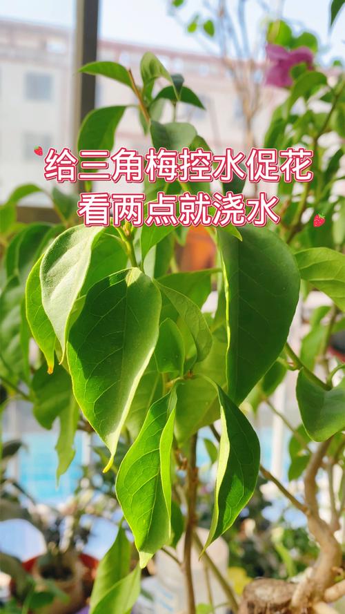 三角梅控水促花：这些信号判断浇水时机​