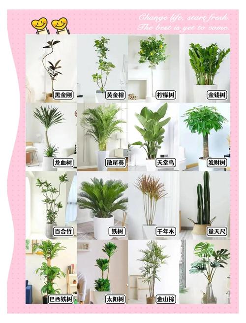 家庭绿植养护：新手也能养好植物的秘诀