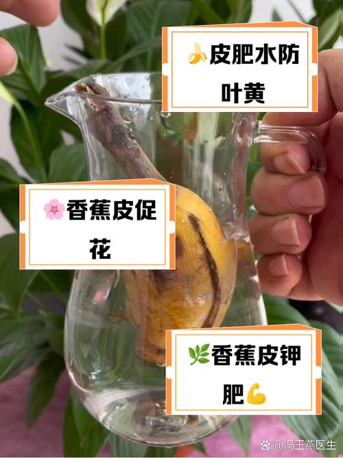 香蕉皮擦叶子植物?3天变油亮的秘密