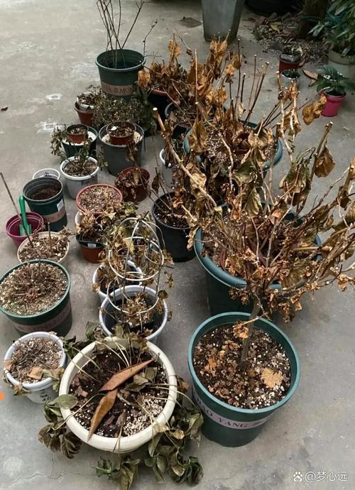花盆里撒点盐，杂草再也不长