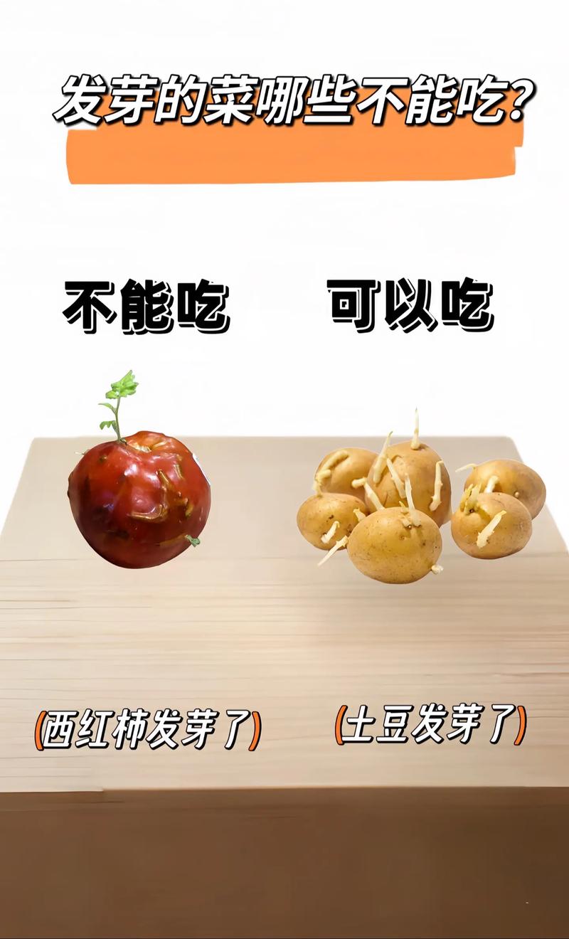 这些发芽食物有毒，绝对不能吃