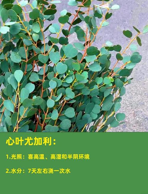 家庭植物浇水：不同植物的浇水频率