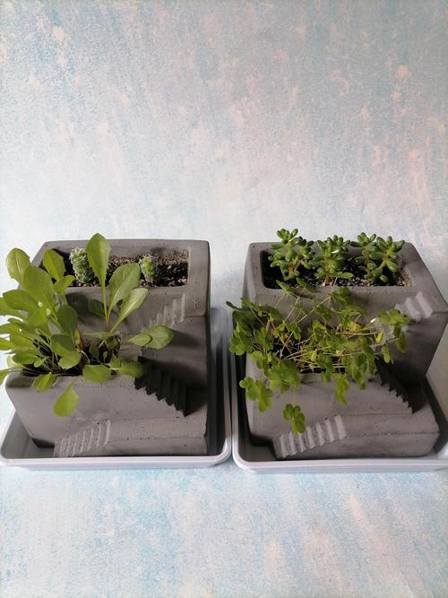 短剧《植物养护日记》出圈：冷门兴趣题材的破圈之路​