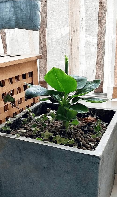 花盆里的土不够肥?香蕉皮堆肥技巧