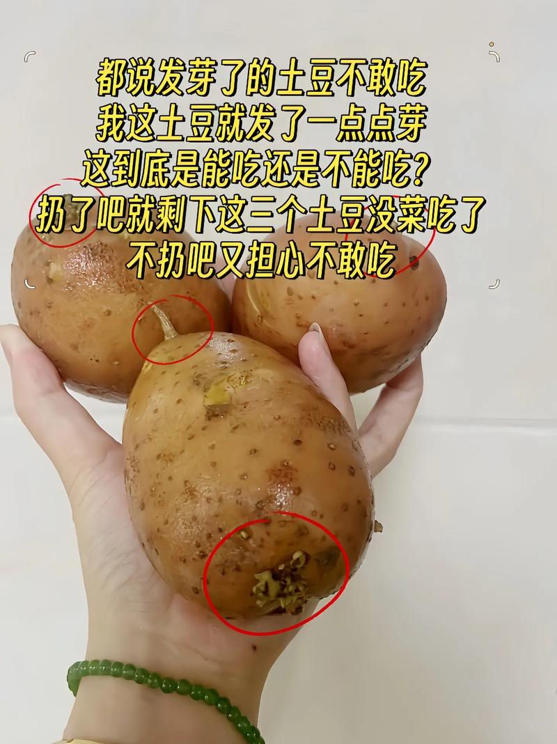 发芽的土豆有毒！这些食物发芽也不能吃