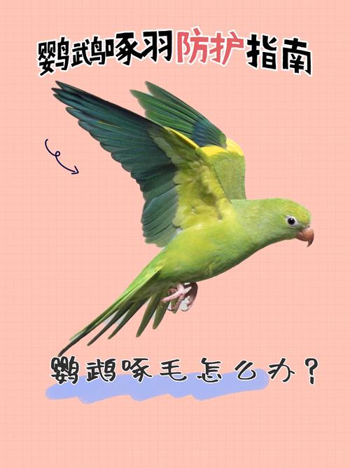 鹦鹉啄羽症治疗?补充微量元素 + 玩具分散法