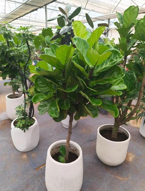 花盆里的植物总是长不好？这些养护技巧要知道​