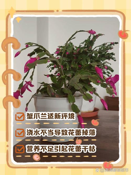 蟹爪兰落蕾原因？避开这 4 个养护误区花朵满枝​
